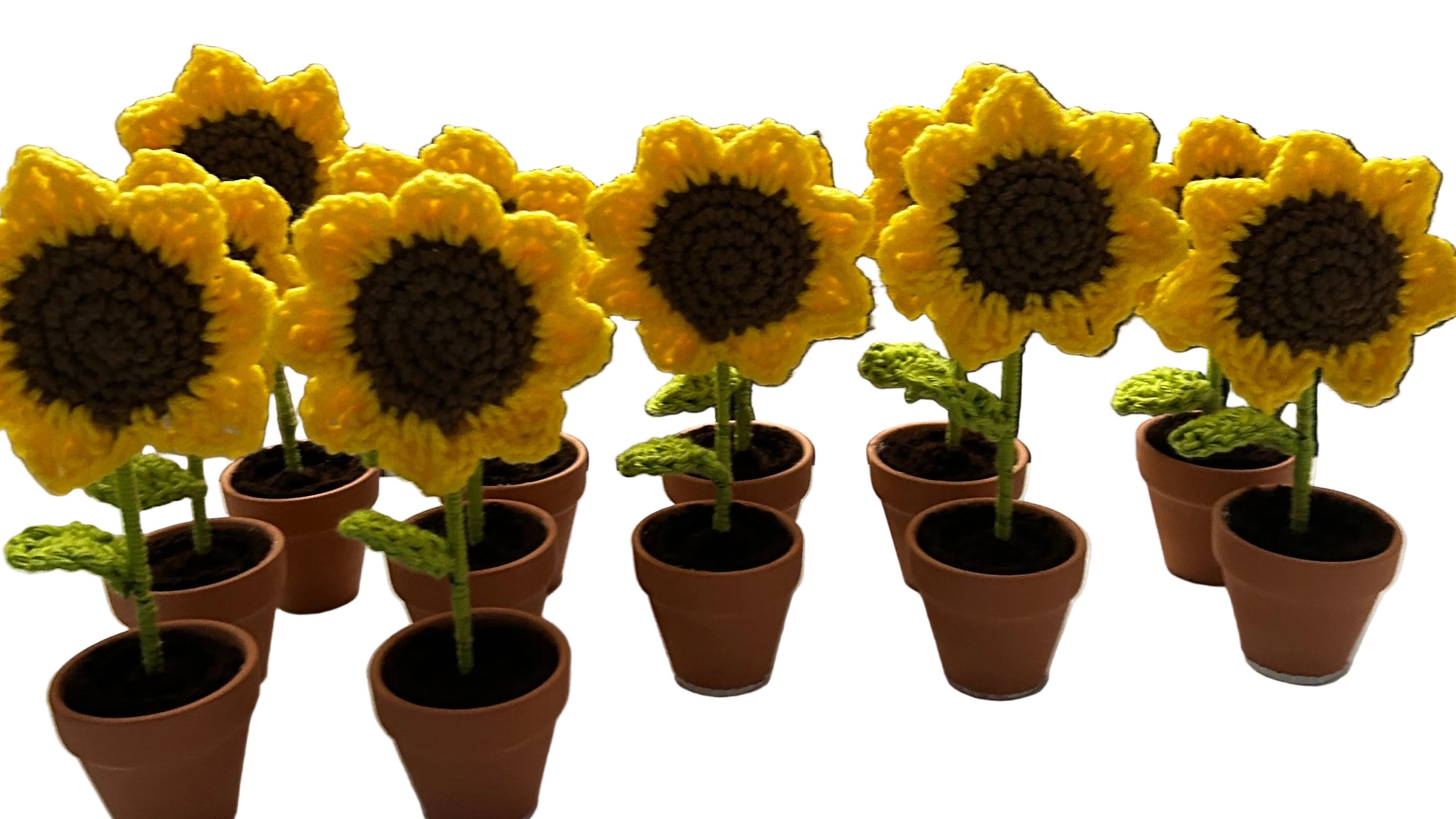 Brighting up your day with sunflowers! 🌻💛🌞